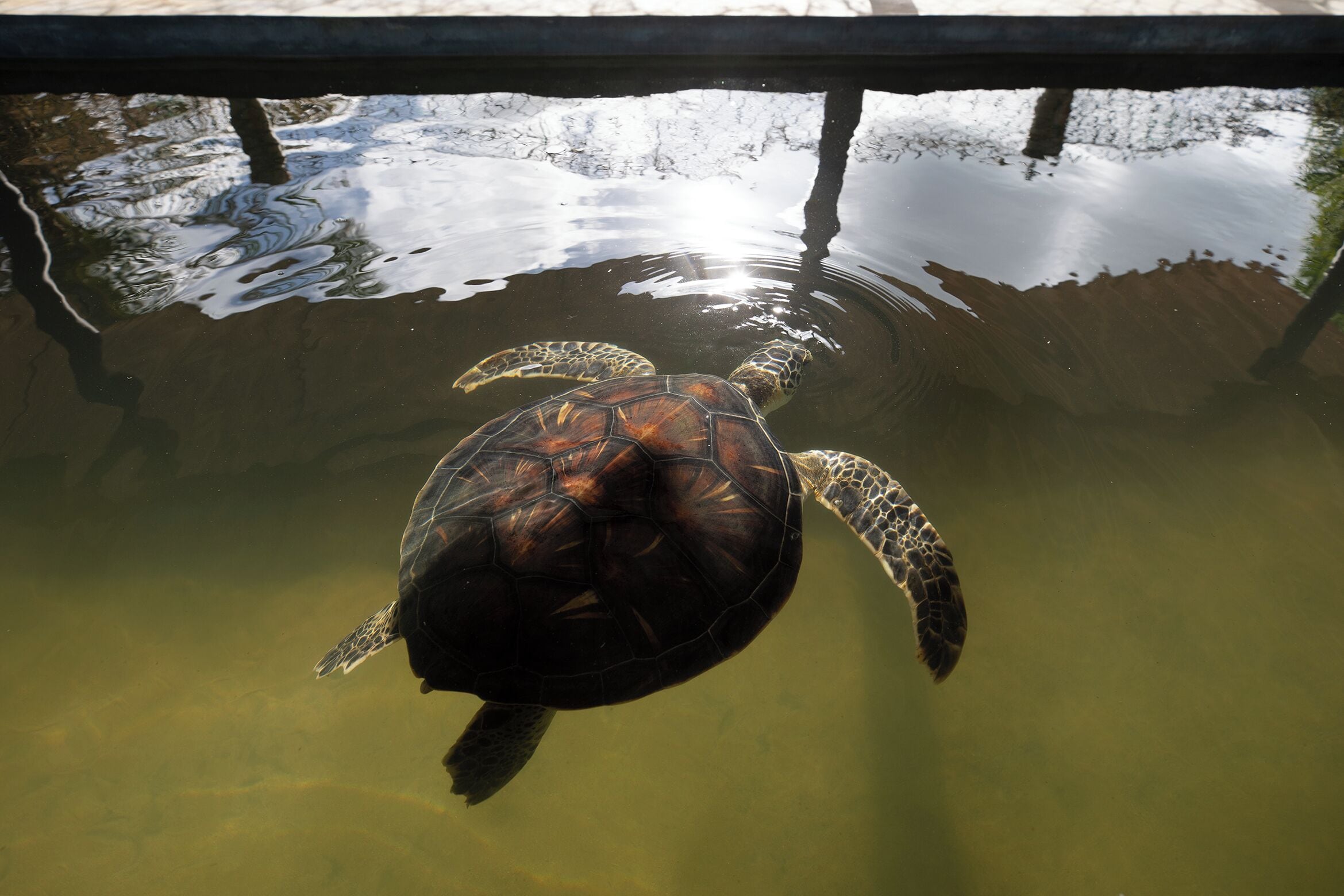 A turtle swimming in a clear pool with a wooden deck above.