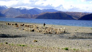 A rocky shoreline with a flock of sheep and a person herding them. - Nomad Camp (Leh)