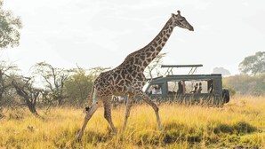 Una jirafa caminando en un campo cubierto de hierba, con un vehículo de safari al fondo.