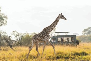 Game drive - Royal Mara Safari Lodge (Maasai Mara)