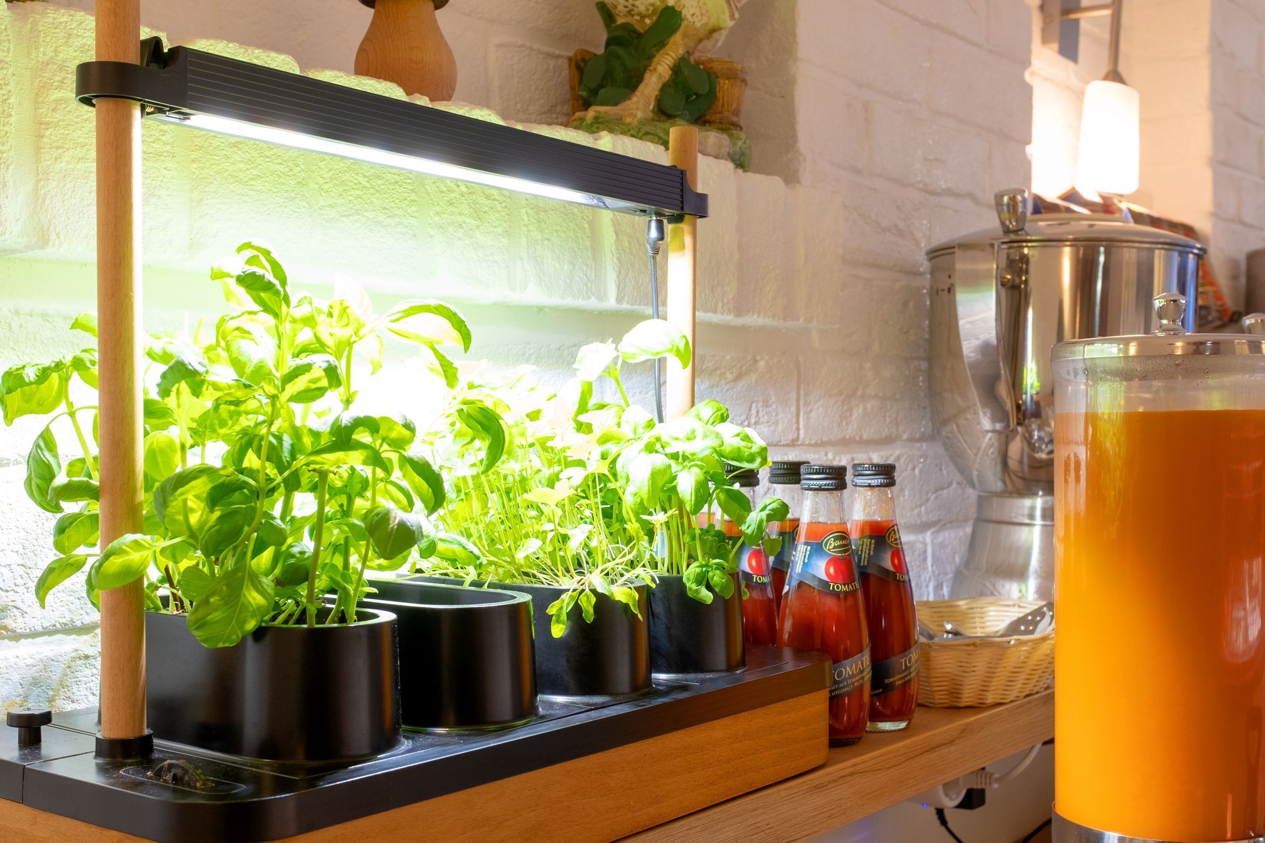 A kitchen counter with a grow light, potted basil plants, and tomato sauce bottles.