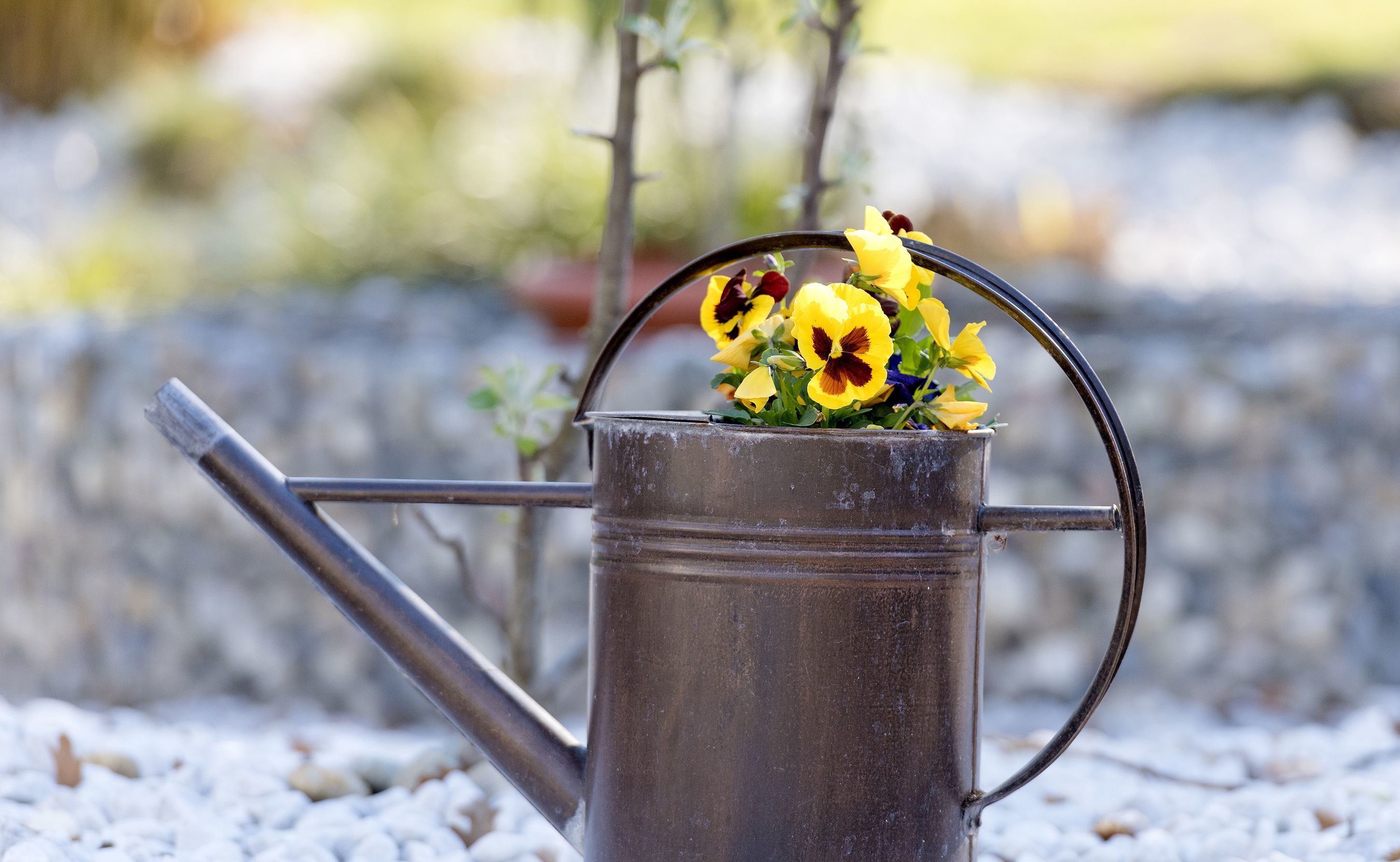 A metal watering can with a handle and spout, filled with yellow and purple flowers.