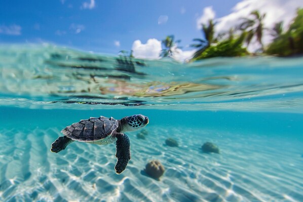 Una tortuga marina nada en aguas turquesas cristalinas con un fondo arenoso y algunas rocas.