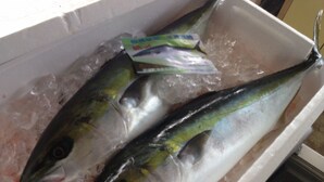 Dos pescados sobre hielo en un recipiente.