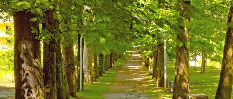 A tree-lined pathway with benches and a clear sky.