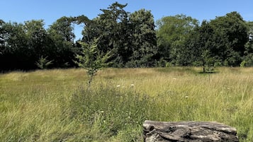 Un campo cubierto de césped con un tronco de árbol caído y árboles dispersos al fondo.