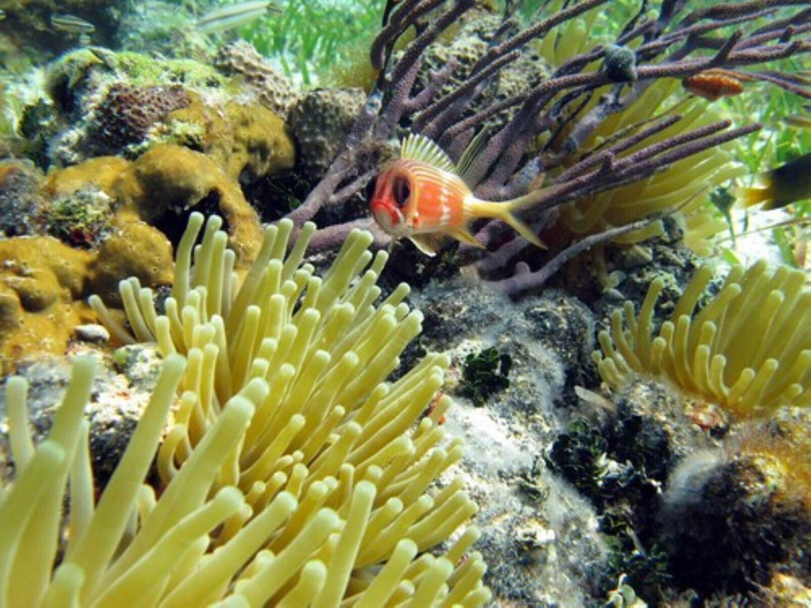 A fish near an anemone in a coral reef environment.