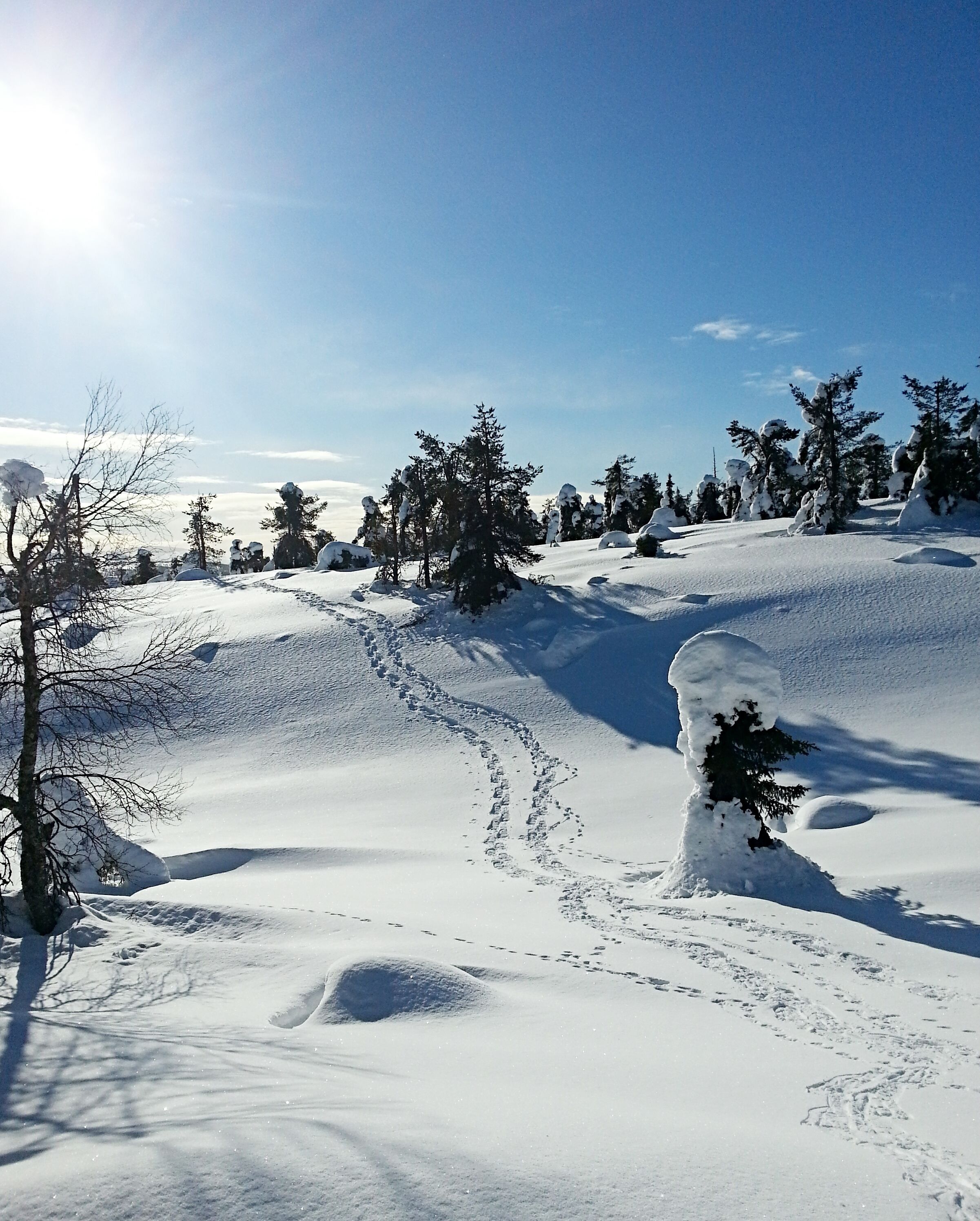Un paysage enneigé parsemé d’empreintes et d’arbres couverts de neige.