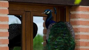 Un pavo real de pie en un umbral con un muro de ladrillo y una puerta de madera.