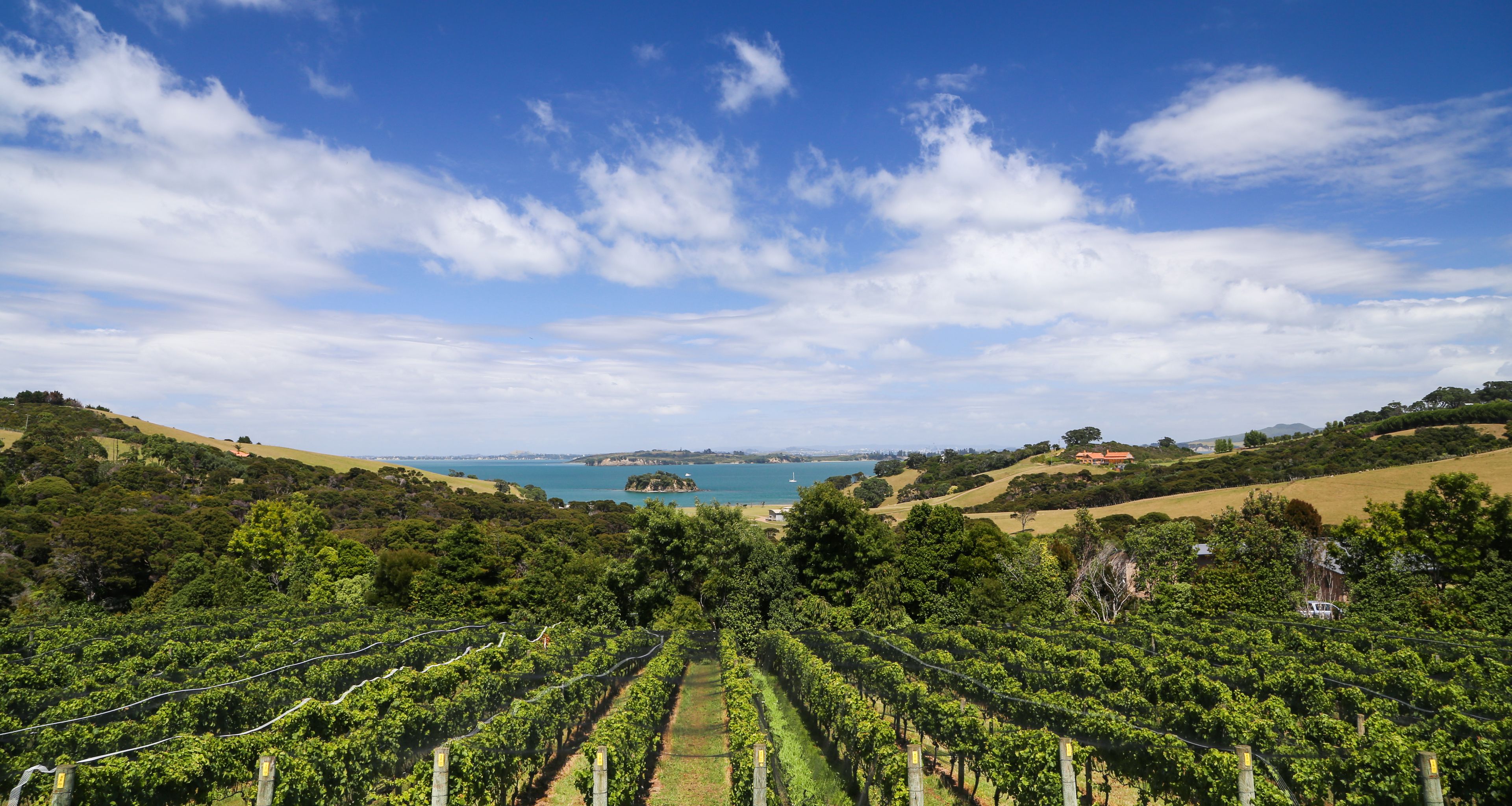 A vineyard with rows of grapevines and a distant view of a body of water and hills.