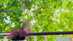 Un balcon avec une table et une chaise, un pot de fleurs et un coussin à motifs.
