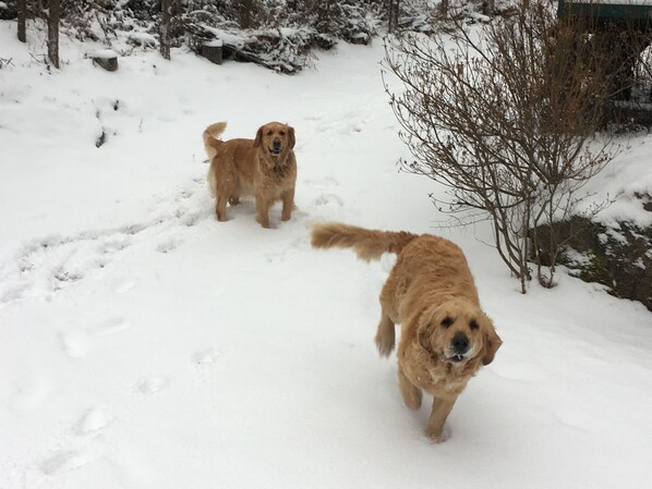 Two dogs walking on a snow-covered path.