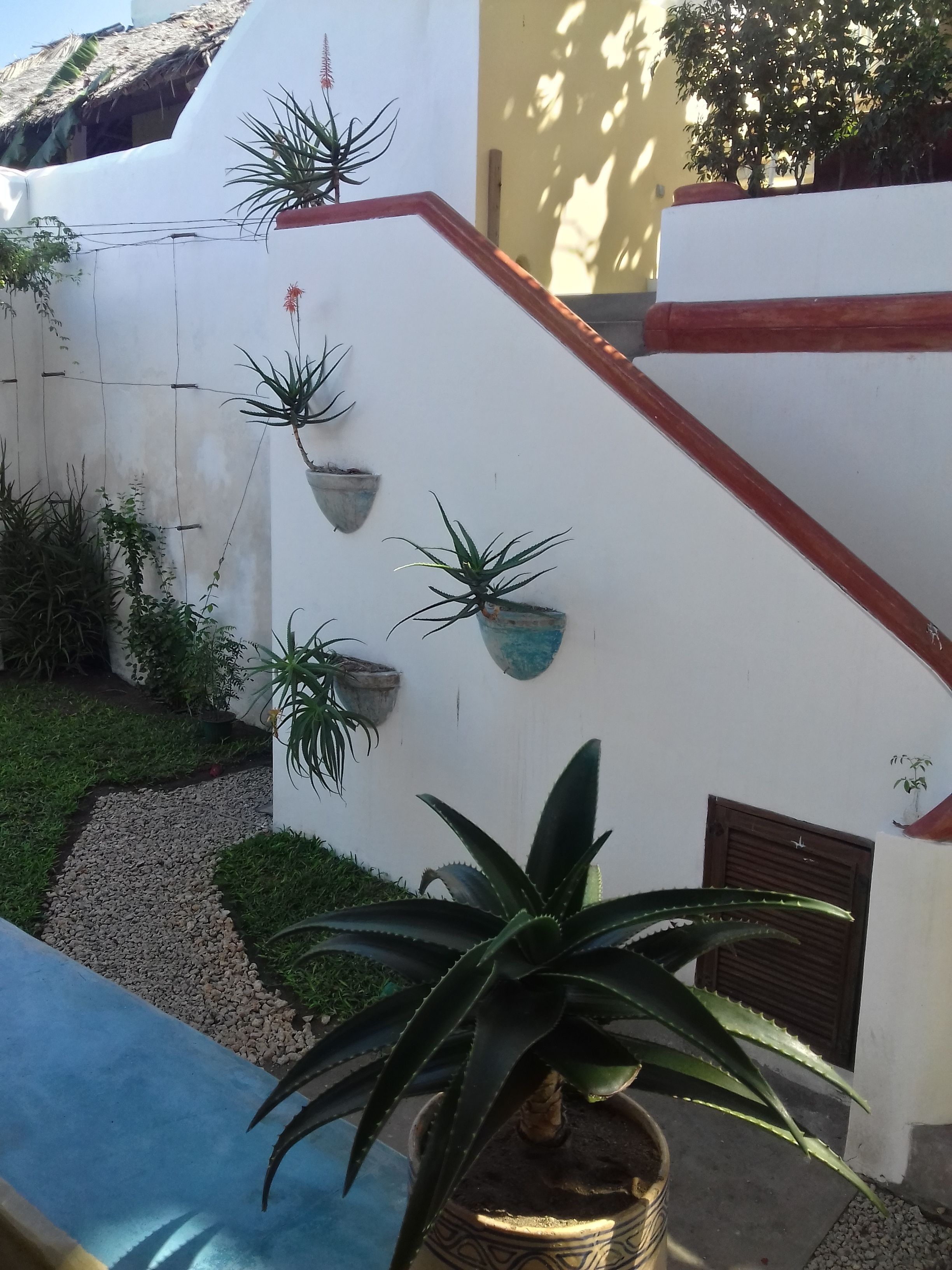 Una escalera con plantas en macetas en la pared, un camino de hormigón y una planta de aloe vera grande al frente.
