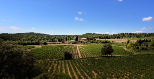 A vineyard landscape with rows of grapevines, a building, and a hill in the background. - Domaine de Palatz (Laure-Minervois)