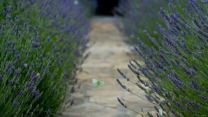 A pathway lined with lavender bushes leading to a building with a pink facade and arched doorways. - Villa Stari dvor (Preko)