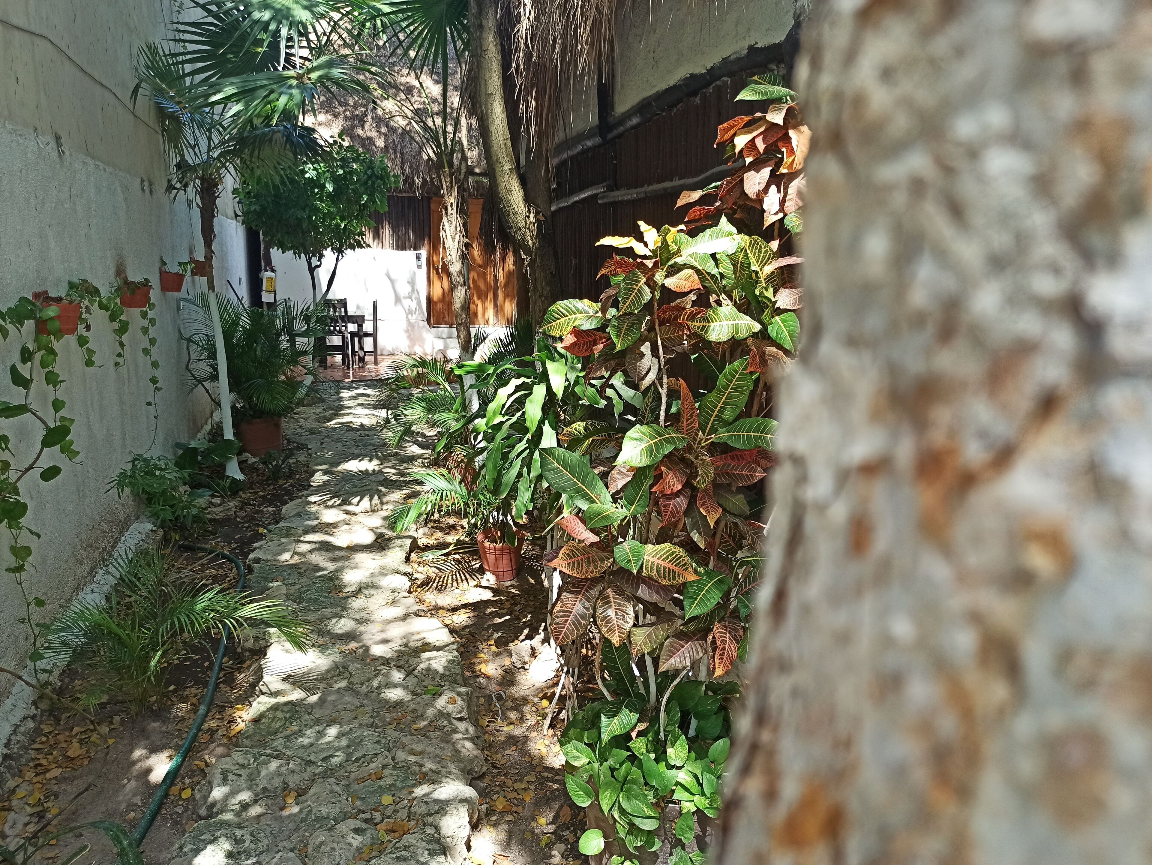 Un sendero estrecho bordeado por plantas en macetas y un árbol, que conduce a un edificio con techo de paja.