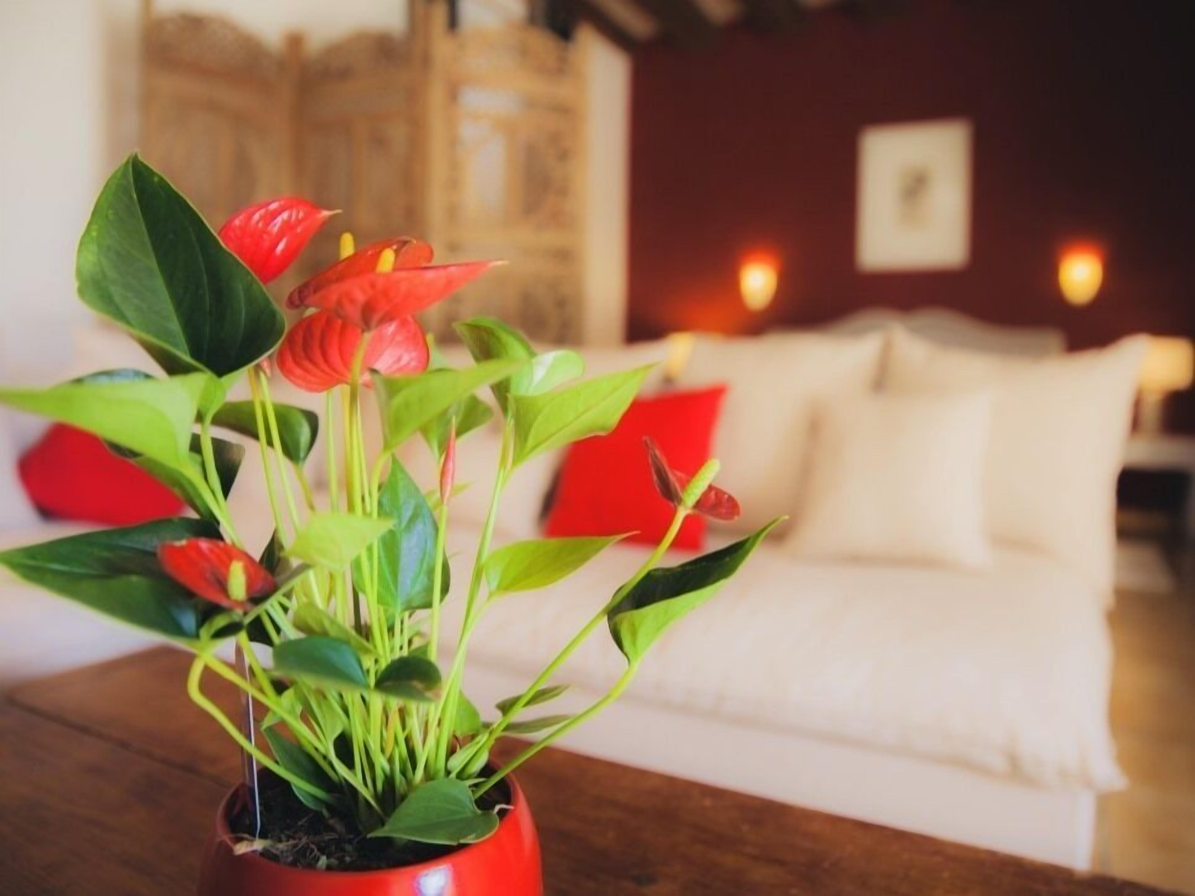 A potted plant with red flowers on a wooden table in a room with a white couch and red cushions.
