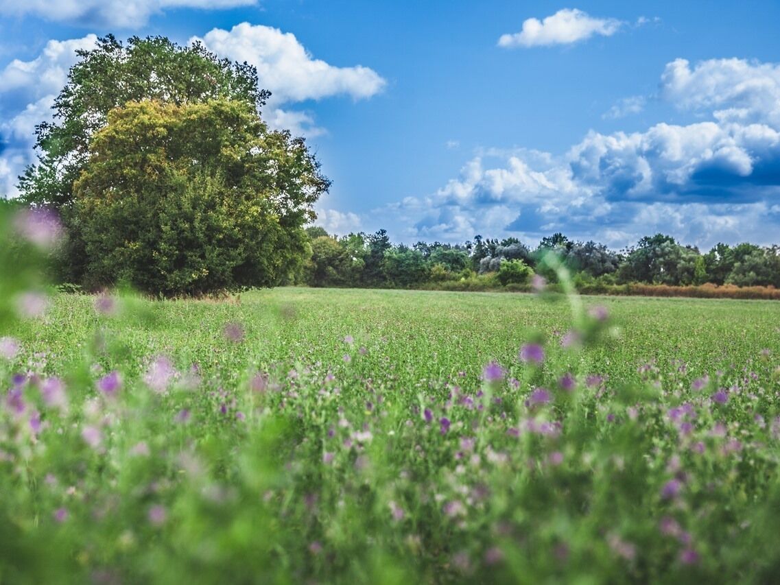 Un campo con flores moradas y un gran árbol al fondo.