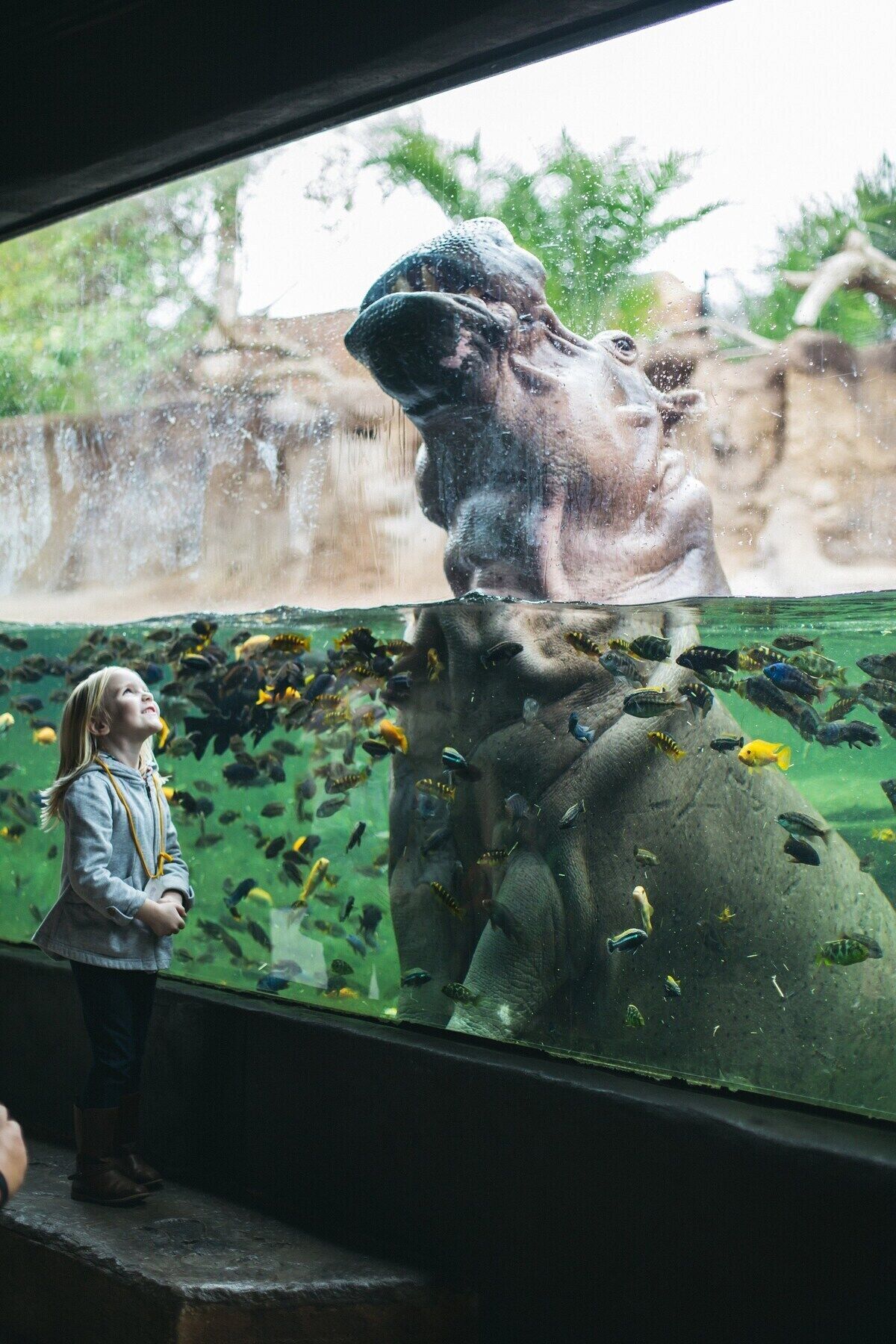 Eine Person betrachtet ein großes Aquarium mit verschiedenen Fischen und einer imposanten Felsformation.
