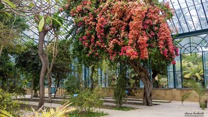 A greenhouse with a large tree covered in pink flowers, surrounded by various plants and a glass ceiling. - At Kalsa Quiet & Flowered Terrace Free Parking! Ideal for remote working! (Palermo)