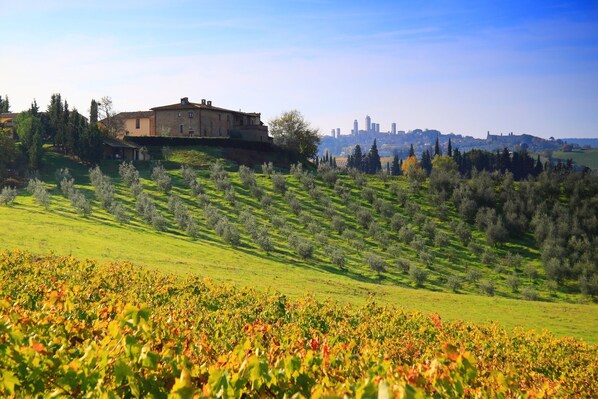 A vineyard with rows of grapevines and a building on a hill.