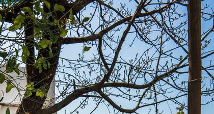 B&B Villa Laura, Montepertuso, Positano, CĂŽte amalfitaine