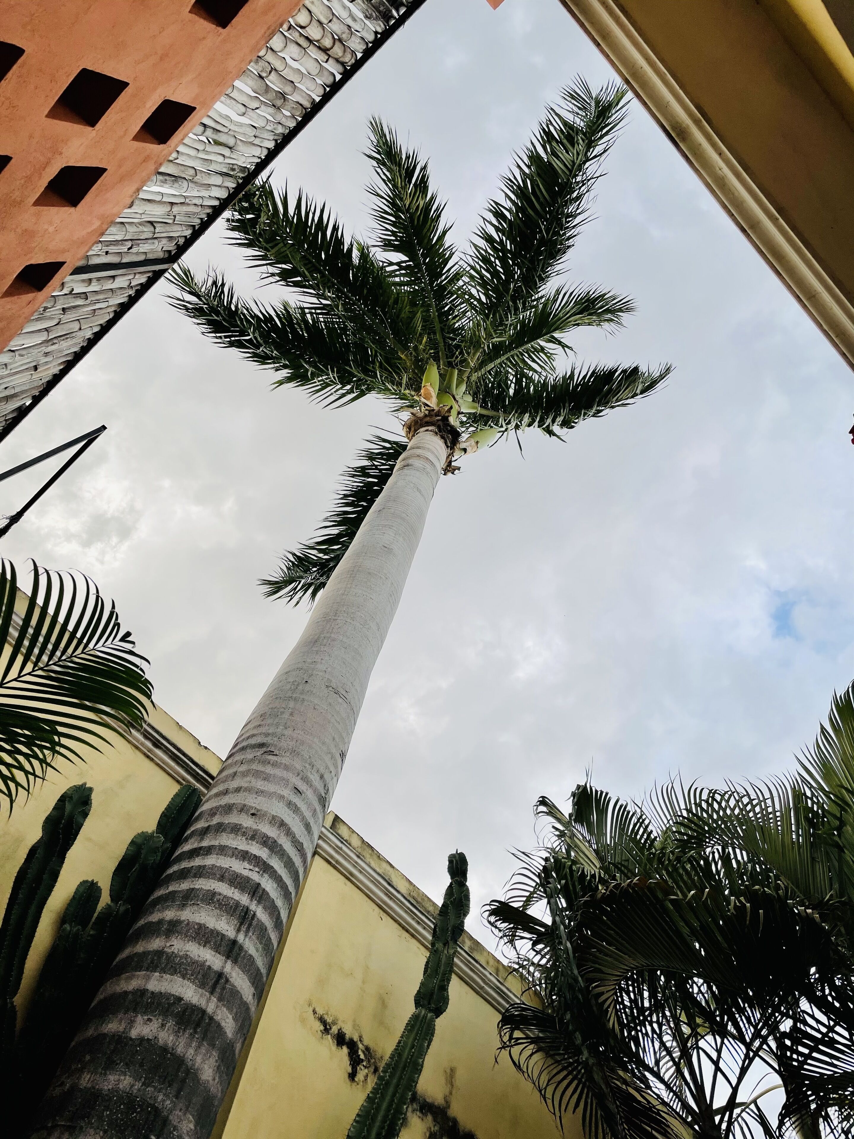 A tall palm tree with a textured trunk and a yellow building in the background.