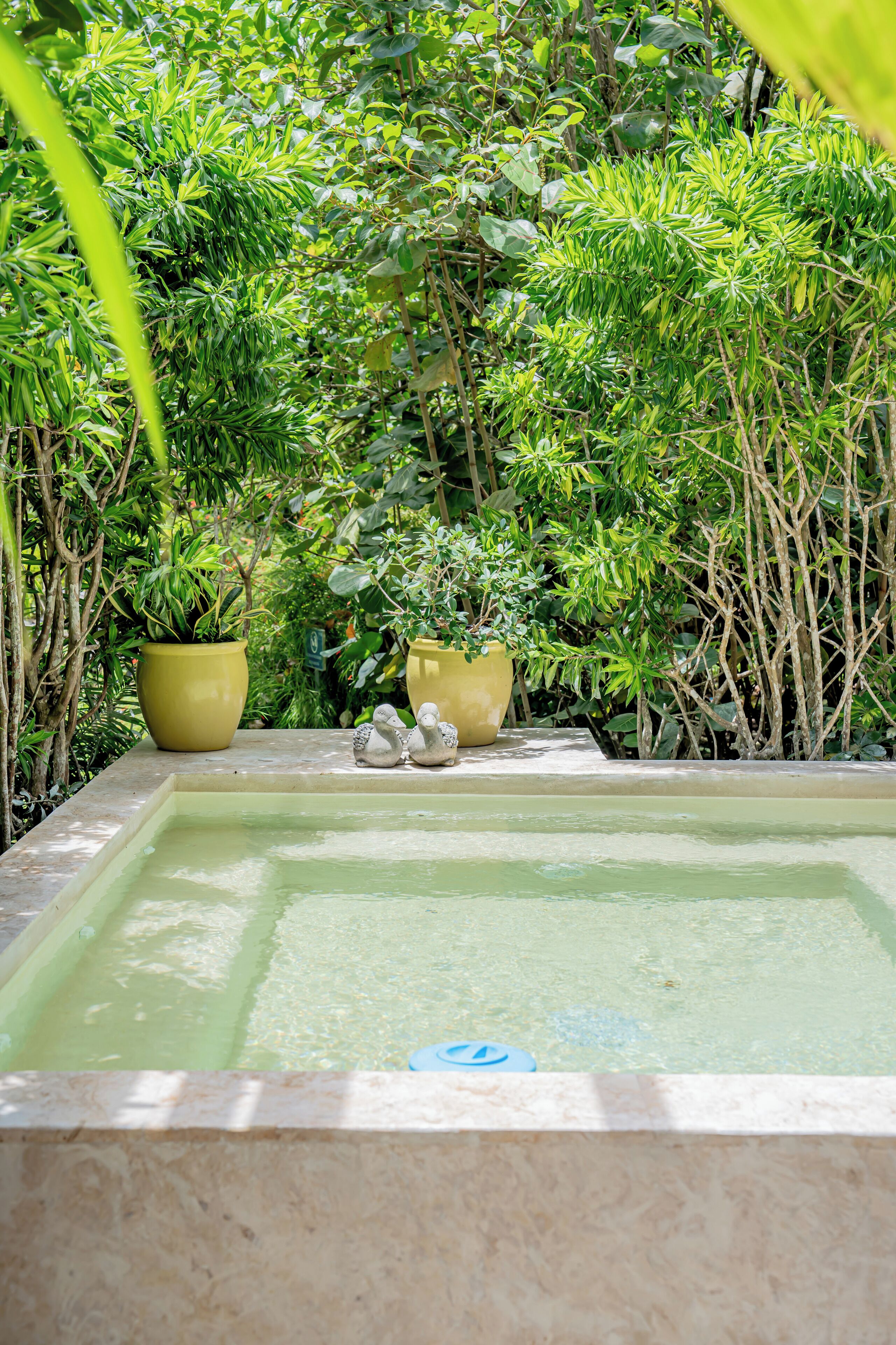 A rectangular pool surrounded by lush greenery and potted plants.