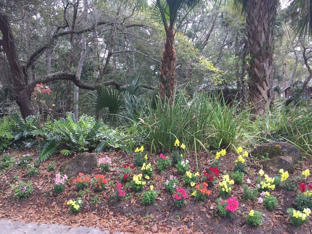 A garden with various plants and flowers.