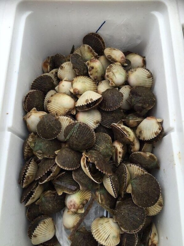 A container filled with clams.