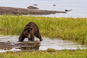 Ein Bär in einer natürlichen Umgebung mit Wasser und Gras.
