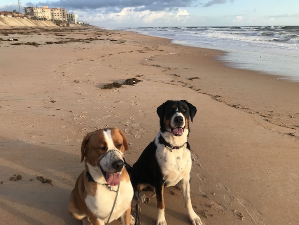 Dos perros en una playa arenosa con olas al fondo y un edificio a lo lejos.