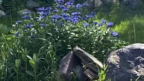 Un jardín con arbustos de flores blancas y flores azules, una roca grande y un edificio con revestimiento blanco y ventanas al fondo.