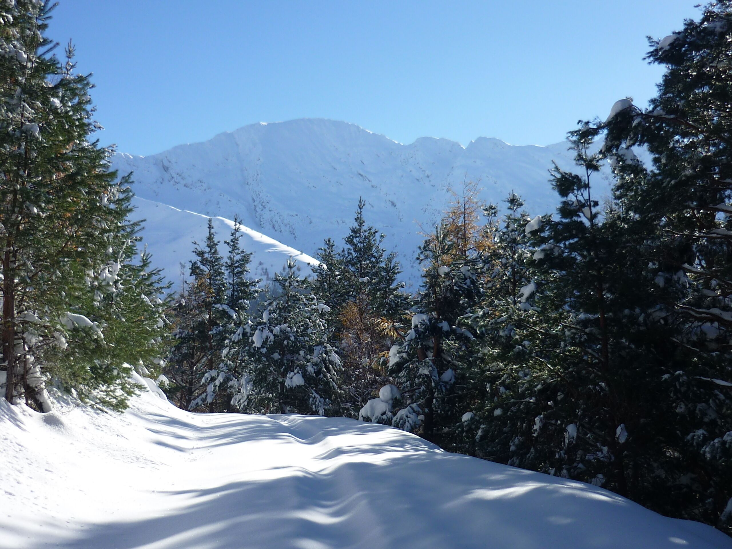 Un paisaje montañoso nevado con árboles de hoja perenne.