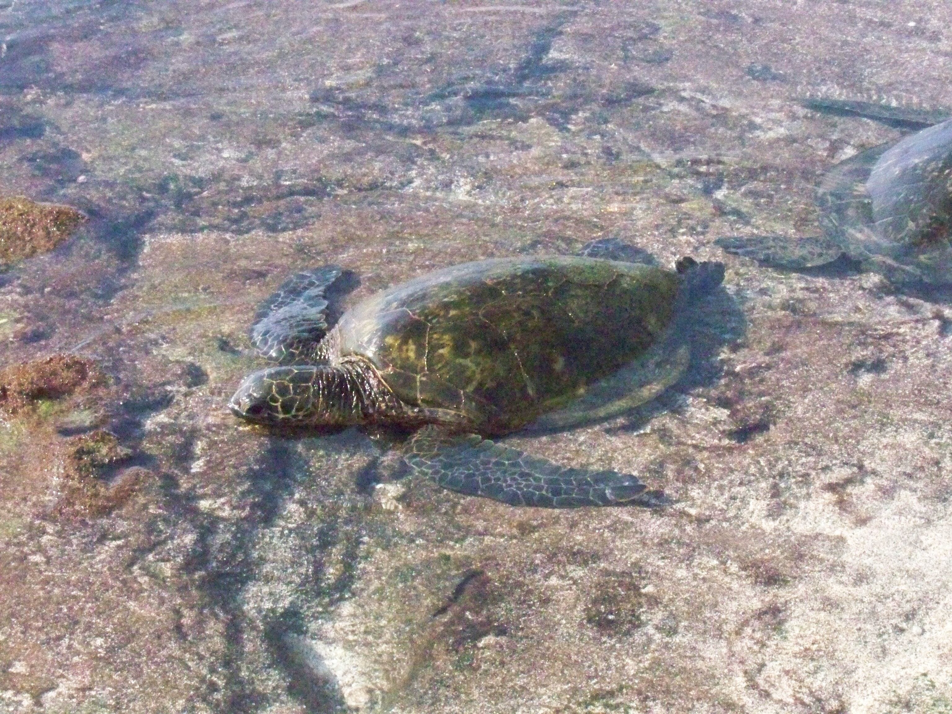 Kona Reef Condo on Beach with Ocean View, Wifi, King bed & Elevator - Photo 16
