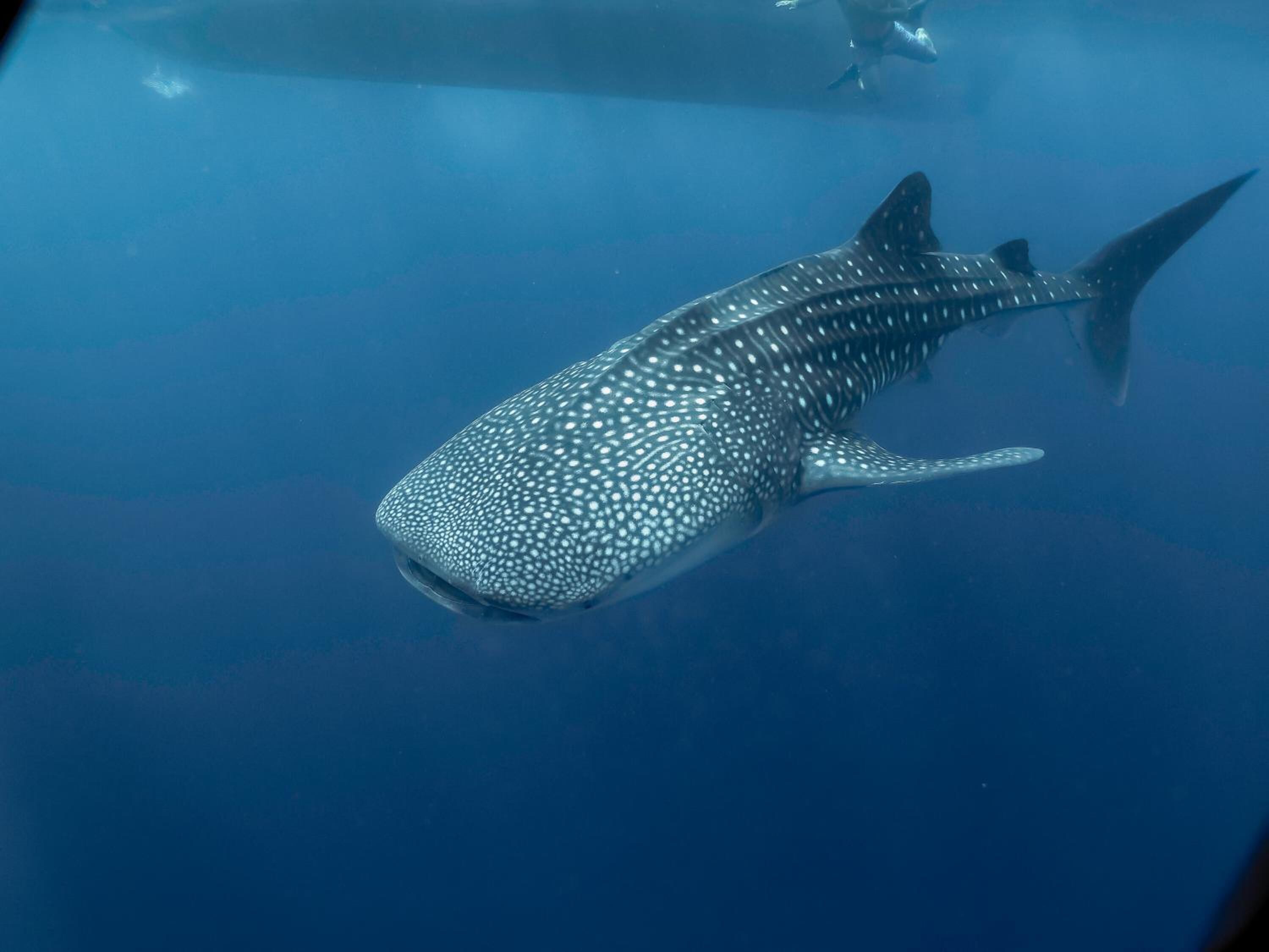 Foto - Sunrise by white sand dhigurah