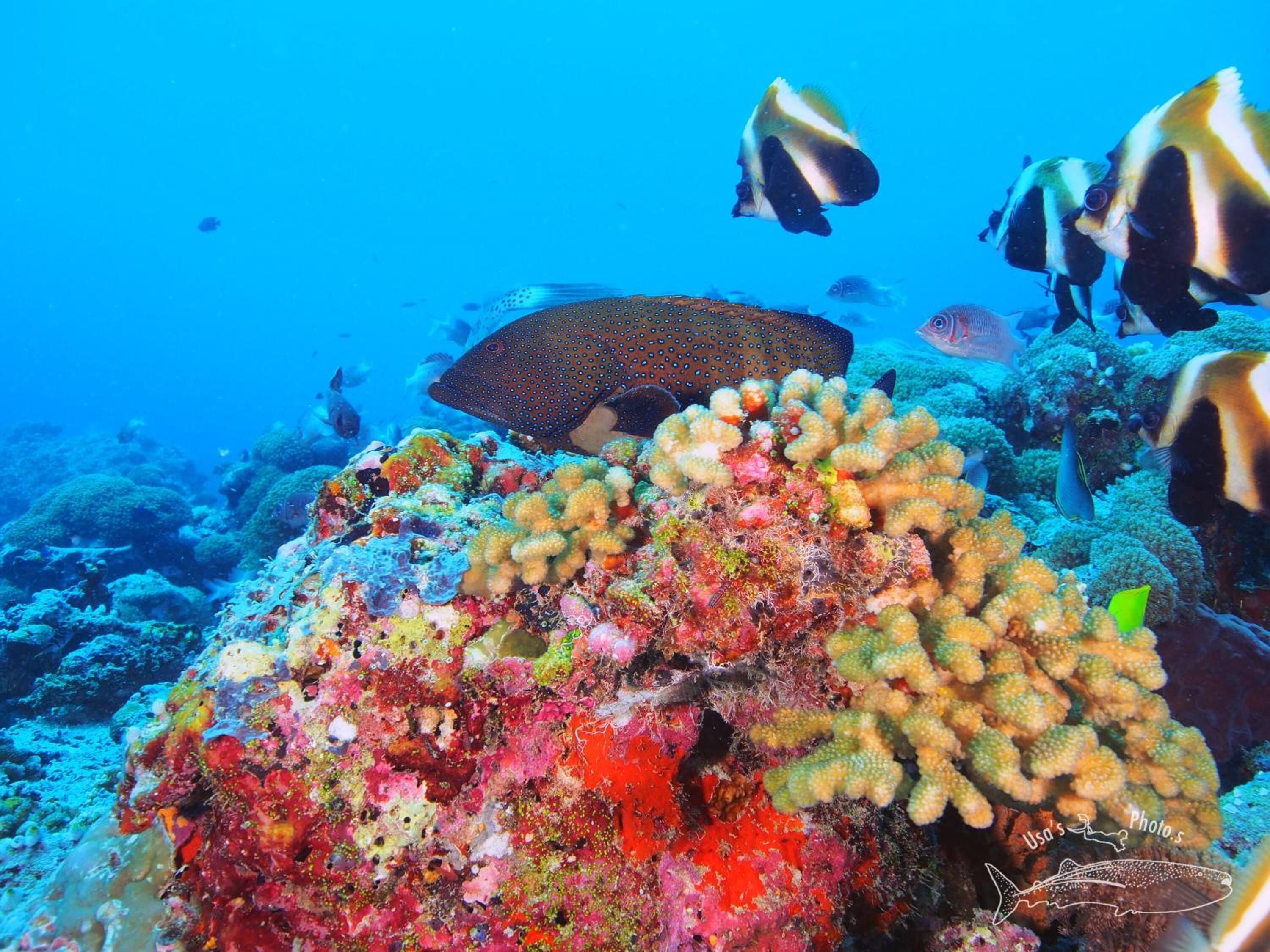 Foto - Sunrise by white sand dhigurah