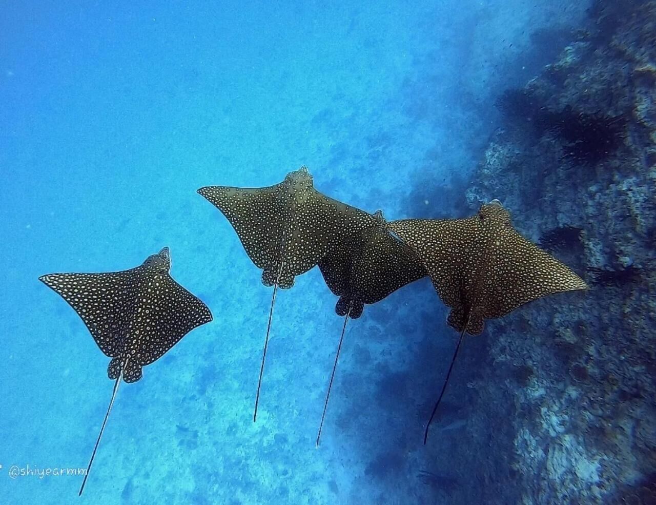 Foto - Sunrise by white sand dhigurah