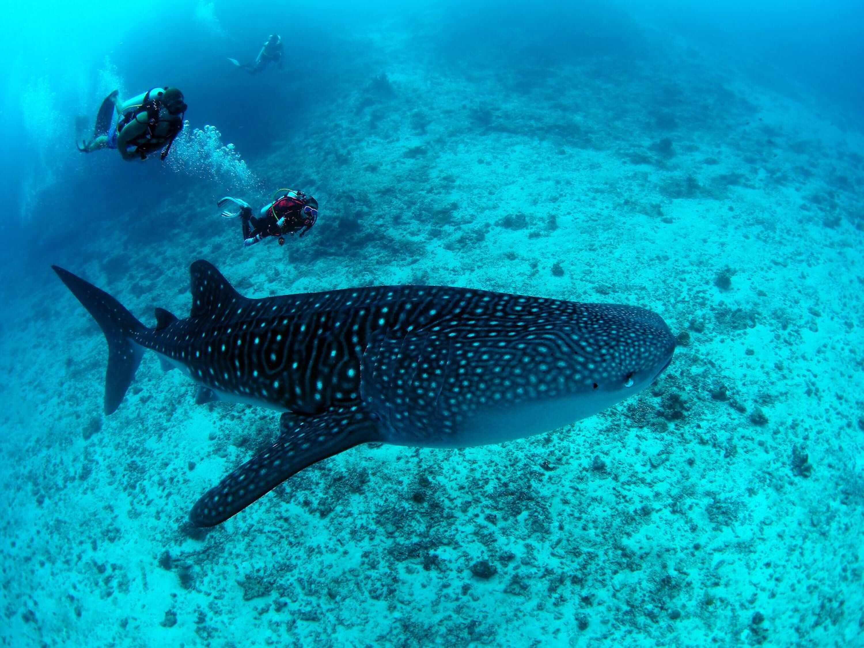 Foto - Sunrise by white sand dhigurah