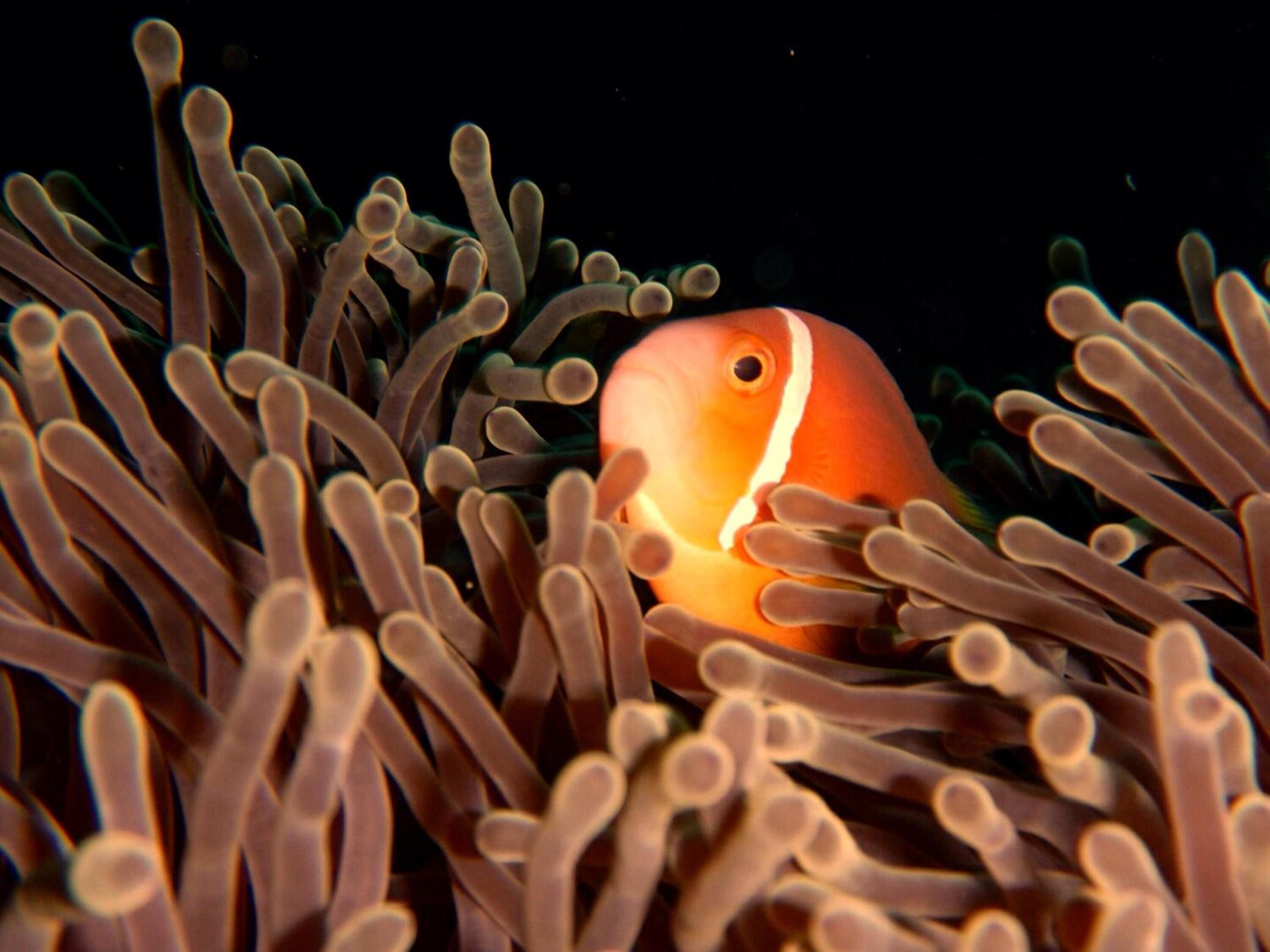 Foto - Sunrise by white sand dhigurah