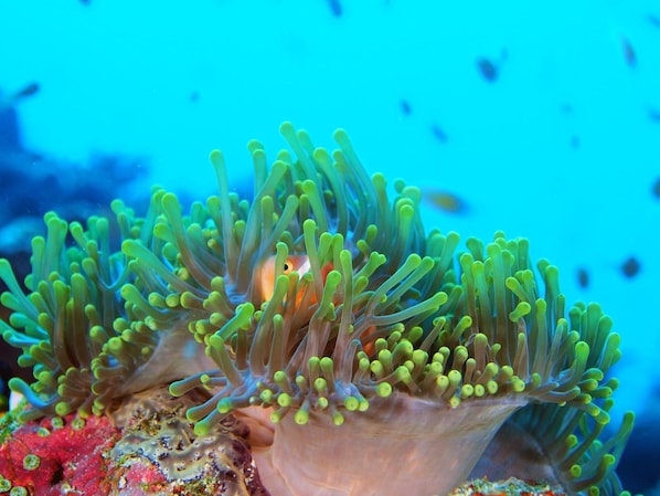 A close-up of an anemone with a fish hiding inside. - White Sand Dhigurah (Dhigurah)