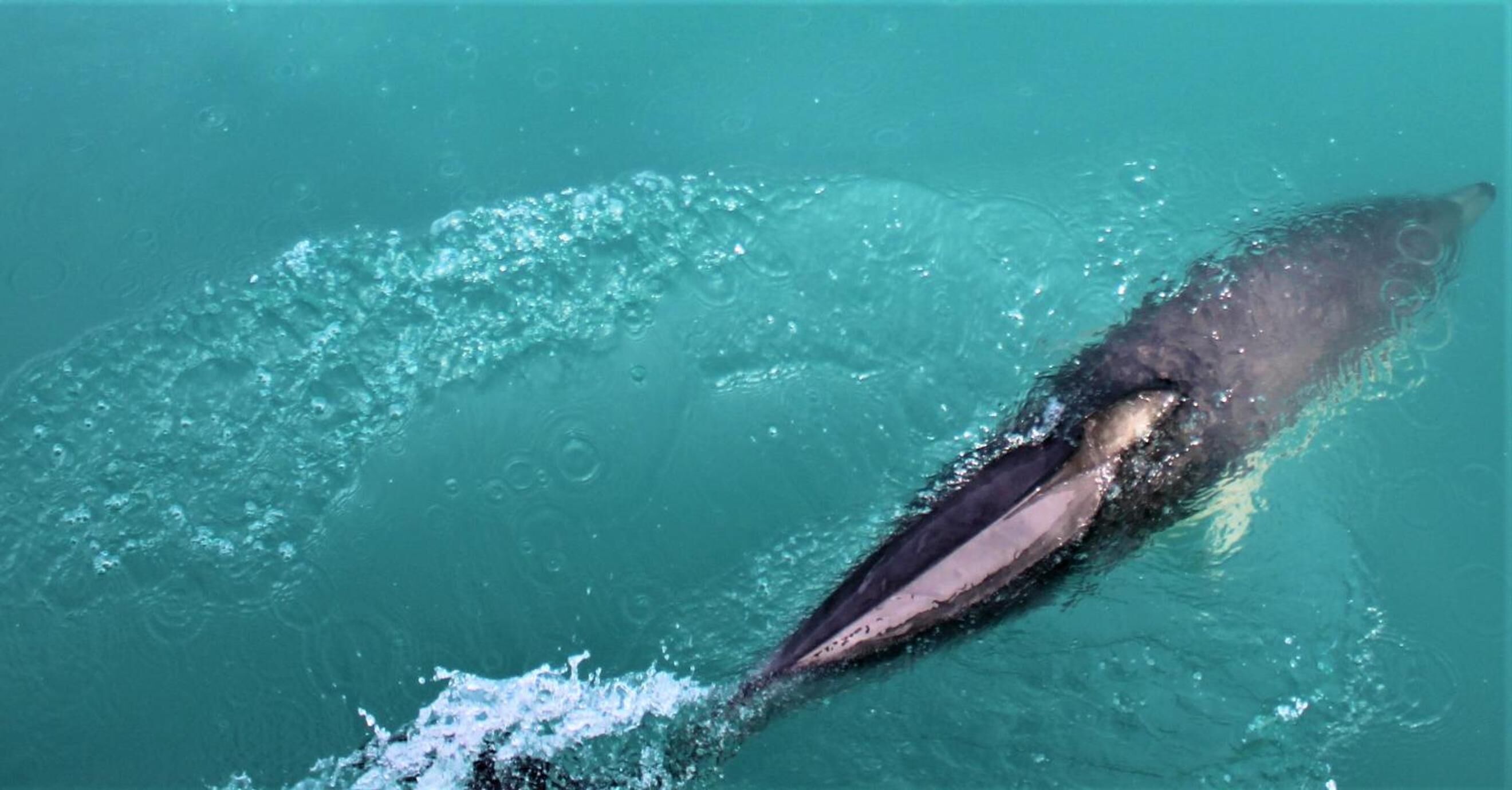 Una ballena nadando en aguas azul turquesa.