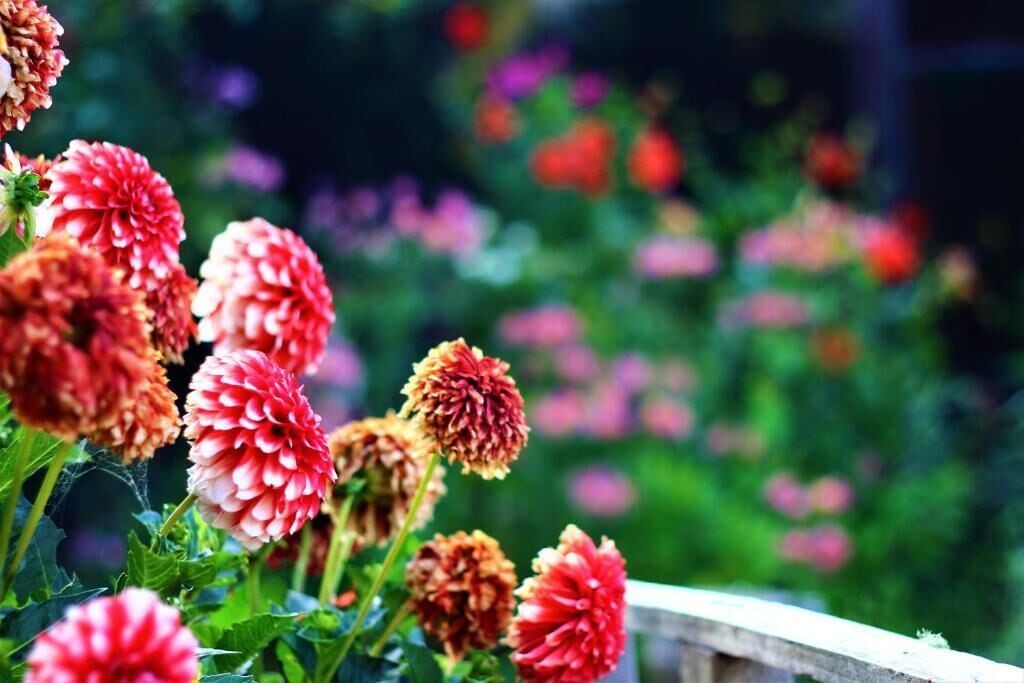 Un jardín con diversas flores, entre ellas rojas y rosas, y una estructura de madera al frente.