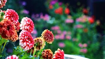 Un jardín con diversas flores, entre ellas rojas y rosas, y una estructura de madera al frente.