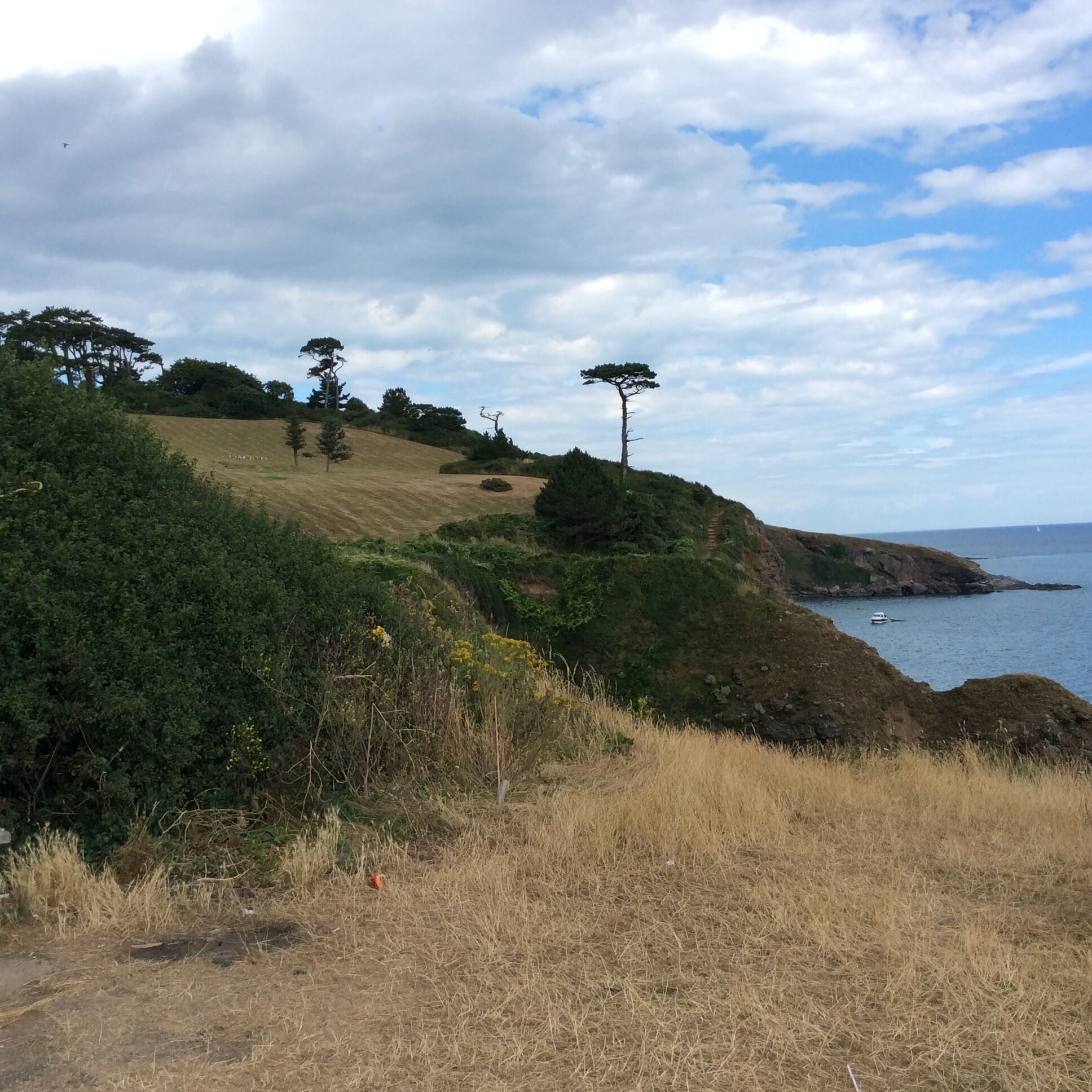 A coastal landscape with a grassy hill, trees, and a body of water.