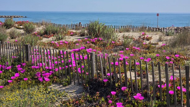 A coastal garden with vibrant pink flowers and a wooden fence. - Grand T3 60 m², pool, 2 parking, 4 bikes, Beach, Shops, Marina Port (Saint-Cyprien)
