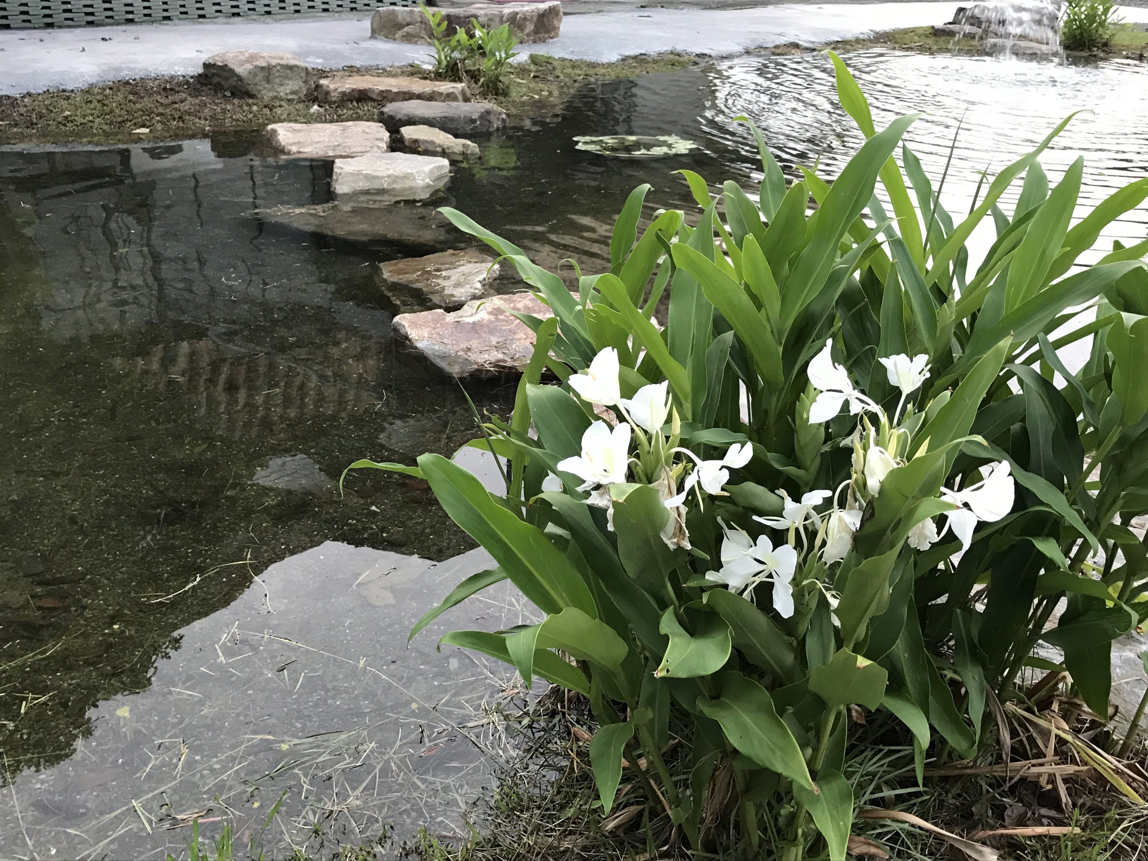 A pond with stepping stones and white flowers in the foreground.