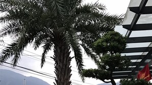 Een aangelegde tuin met een palmboom, een rots en een gebouw met een rode vlag.