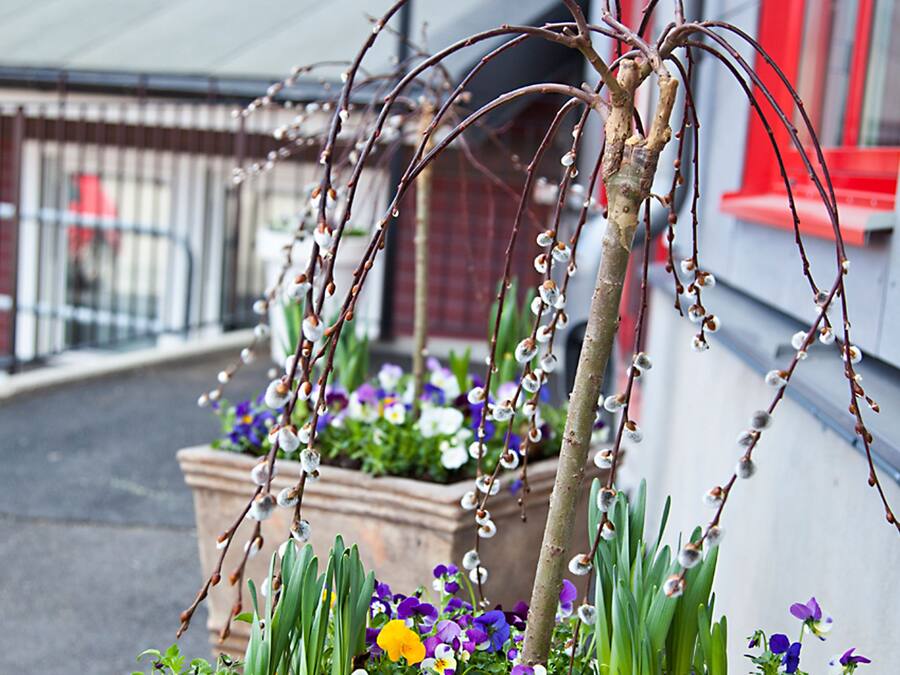 A potted plant with flowers and a small tree branch.