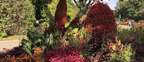 Jardim